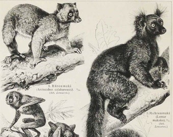 1910 Antique print of LEMURS, PRIMATES, Madagascar Animals. Fauna. 114 years old engraving.