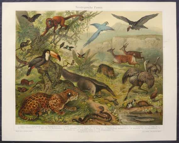 Neotropische Fauna Jaguar  Affe Riesentukan Ameisenbär Lithographie um 1900 