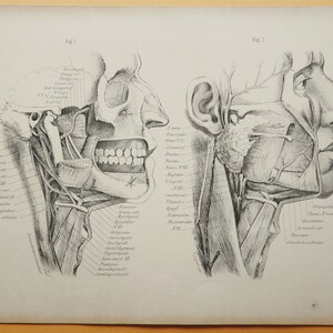 1879 Antique Lithograph of HUMAN ANATOMY. HEAD, Muscle and Nerves ...