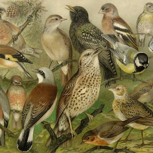 Può includere: Un'illustrazione vintage dettagliata di varie specie di uccelli colorati posati su rami. Gli uccelli mostrano diversi piumaggi, con tonalità di marrone, giallo, rosso e blu. L'opera d'arte è dettagliata e realistica, con un focus sulle caratteristiche e sulle pose naturali degli uccelli.