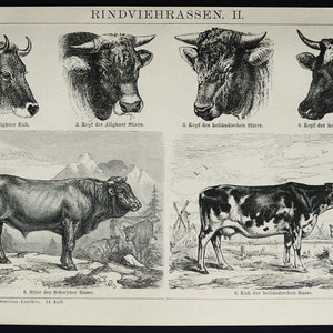 1895 Antique print of CATTLE, different species. Cow. Bull. Domestic Animals. Farm Animals. Farming. 129 years old engraving
