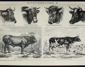 1895 Antique print of CATTLE, different species. Cow. Bull. Domestic Animals. Farm Animals. Farming. 129 years old engraving