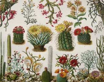 Antik 1892 Kaktus Blumen Deutsch Chromolithographie Lithographie Druck  Illustration Buch Platte Brockhaus Konversations-Lexikon BRC1 - Etsy.de
