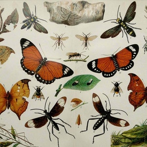 1895 Antike Lithographie von SCHMETTERLINGEN, INSEKTEN, verschiedene Arten. Entomologie. 129 Jahre alter Druck