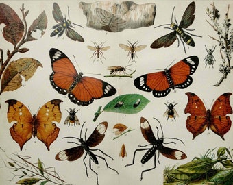 1895 Antique lithograph of BUTTERFLIES, INSECTS, different species. ENTOMOLOGY. 129 years old print