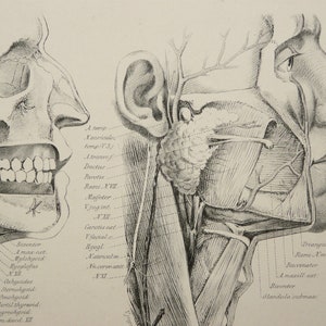 1879 Antique lithograph of HUMAN ANATOMY. HEAD, Muscle and Nerves, Bones. Skull. Neck. Surgery. Medicine. Doctor Gift. 145 years old print.