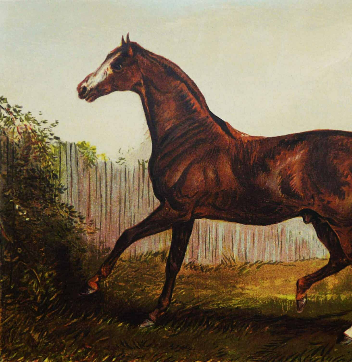 Первая лошадка. Английский Paint Horse.