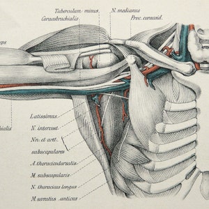 1888 Antique lithograph of HUMAN ANATOMY. MUSCLES, Bones and Blood Vessels of Shoulder, Arm. Surgery. Medicine. Doctor Gift. 136 years old.
