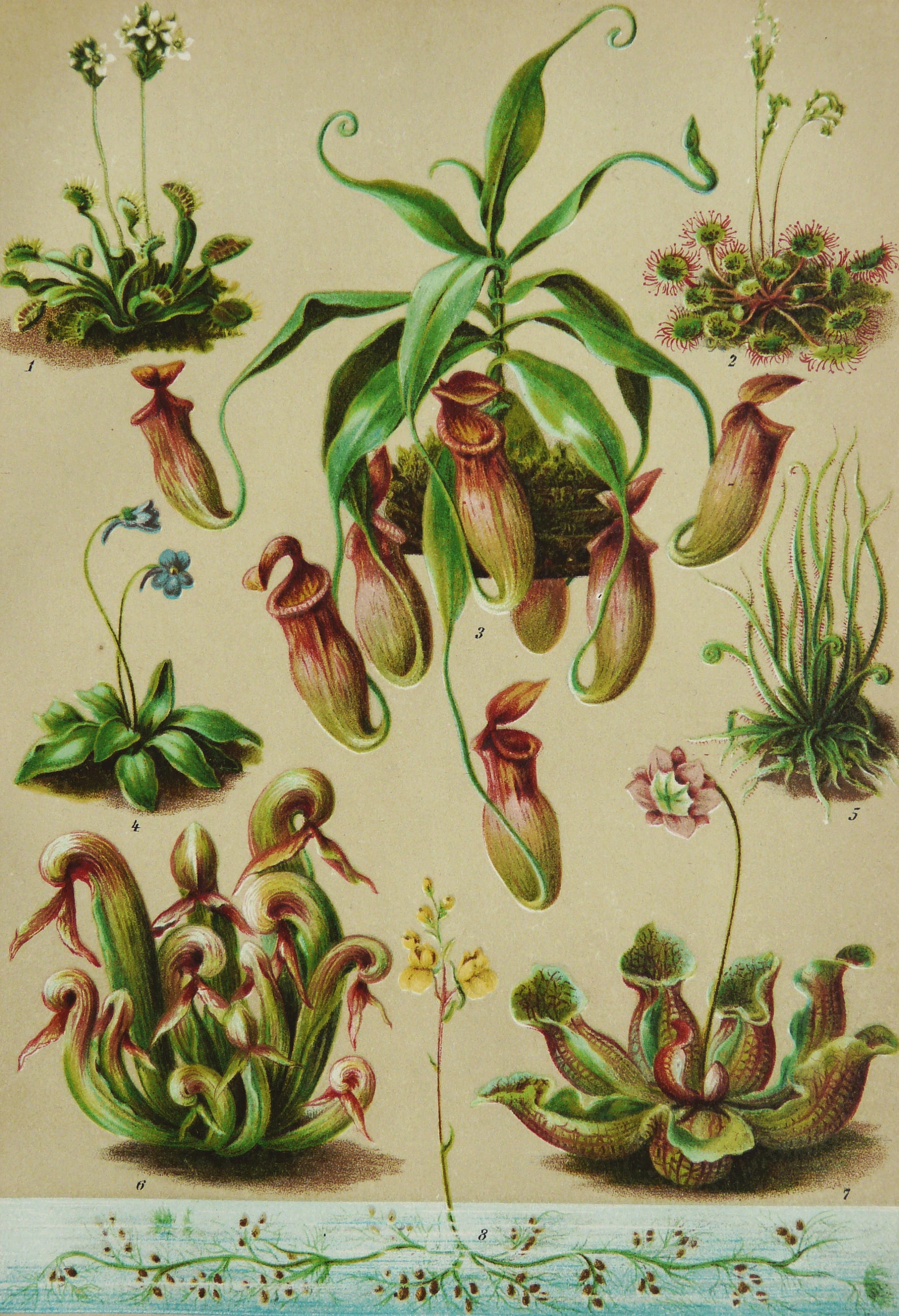 1895 Antique Lithograph of CARNIVOROUS PLANTS Different - Etsy
