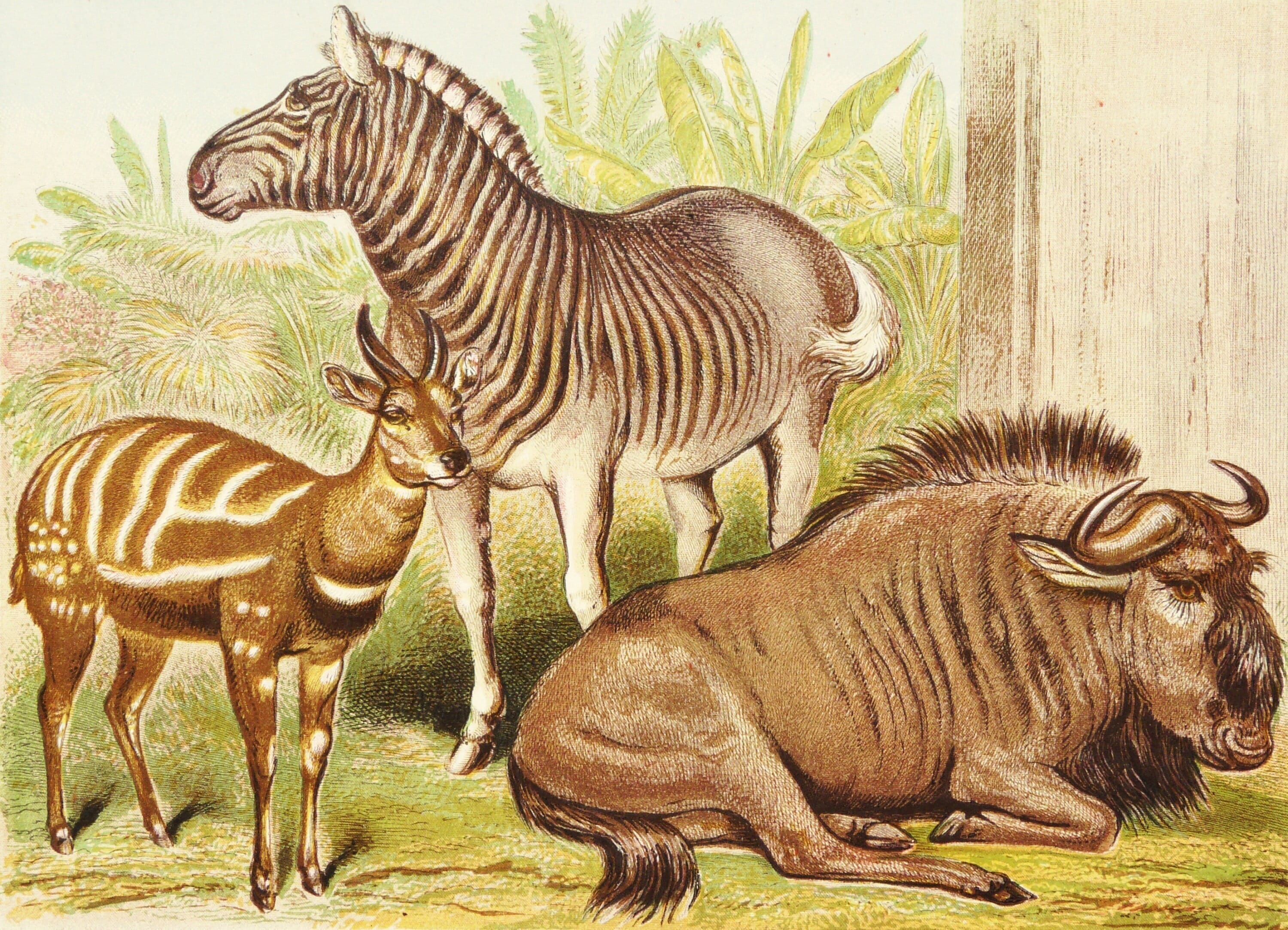 1880 Antique Lithograph of SAVANNA ANIMALS, FAUNA. Zebra