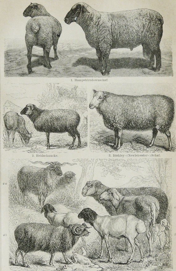 Antique Replica English Leicester Ewe Sheep Art Print Antique Replica English Leicester Ewe Sheep Art Print