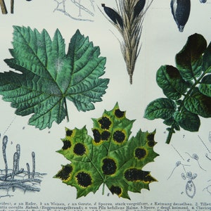 May include: A detailed vintage botanical illustration showing various plant leaves, spores, and structures. The leaves are depicted in shades of green, with some displaying signs of disease. The image includes scientific annotations and text, typical of botanical studies.