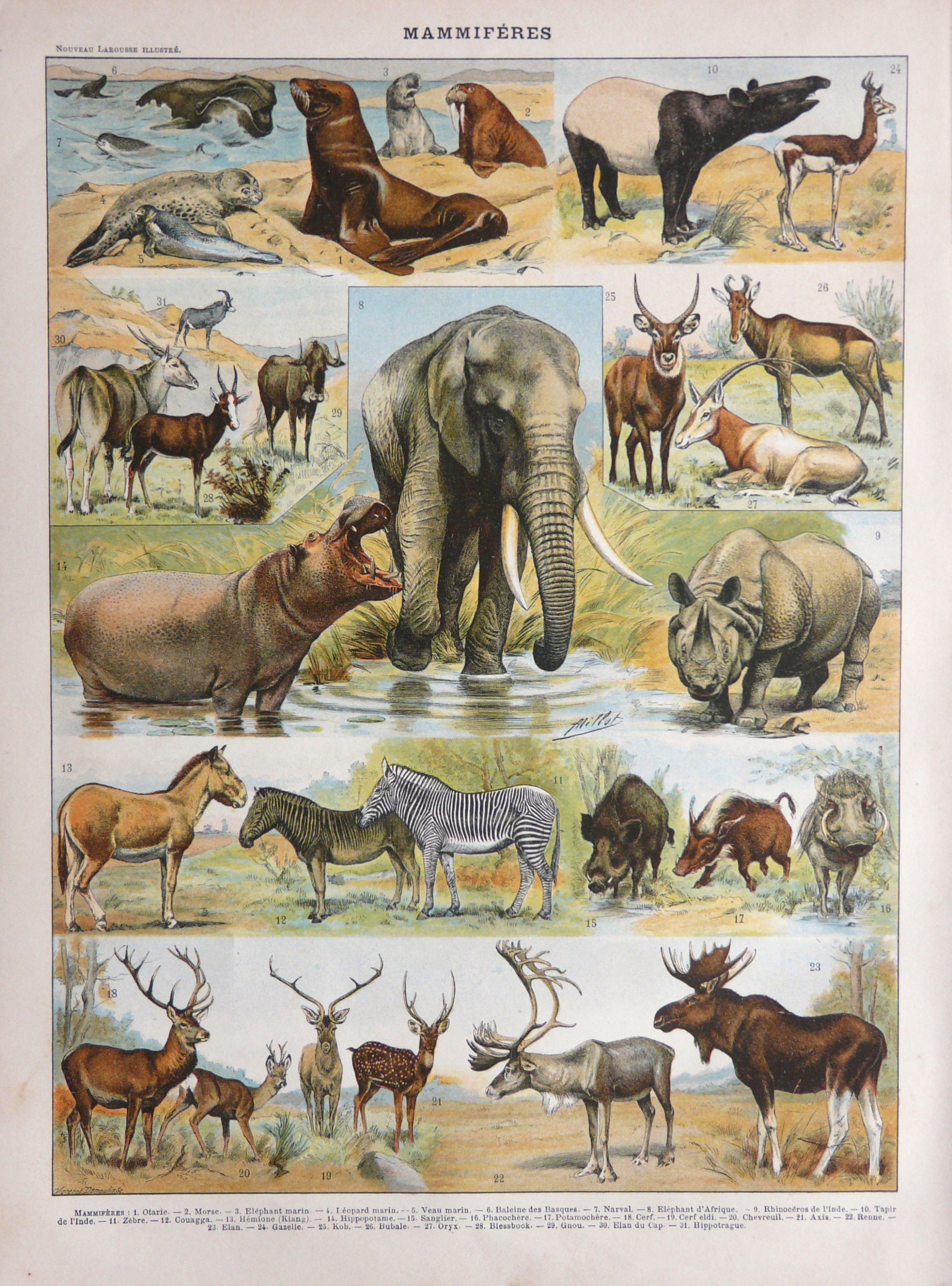 1900 Antique Lithograph of WILD ANIMALS. Elephant. Zebra 1900 Antique Lithograph of WILD ANIMALS. Elephant. Zebra
