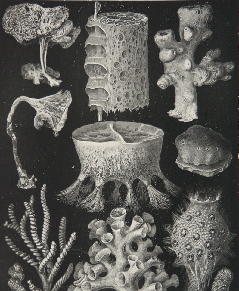Sponge Forms 1897 Antique Print of SEA SPONGES, CORALS. Sea Organisms. Plankton ...
