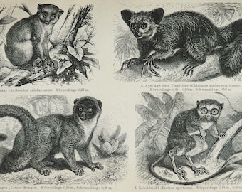 1895 Antique print of RARE PRIMATES. Galago. Lemur. Tarsier. Monkeys. Natural History. 129 years old engraving.