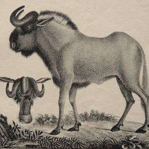 Op de afbeelding: Een zwart-witte illustratie van een gnoes, een grote Afrikaanse antilope met hoorns, die op een grasveld staat.