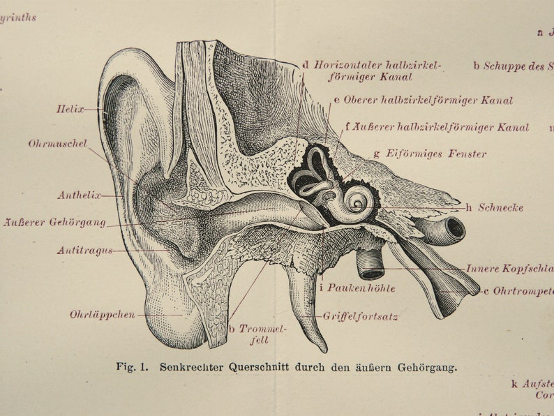 1897 Antique Print of HUMAN EAR. Human Anatomy. Otorhinolaryngology ...