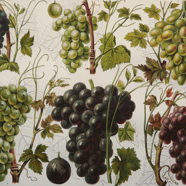 1897 Antique lithograph of GRAPES, different types. Bunches of Grapes. Oenology. Wine. Winemaking. Fruits. Botany. 127 years old print