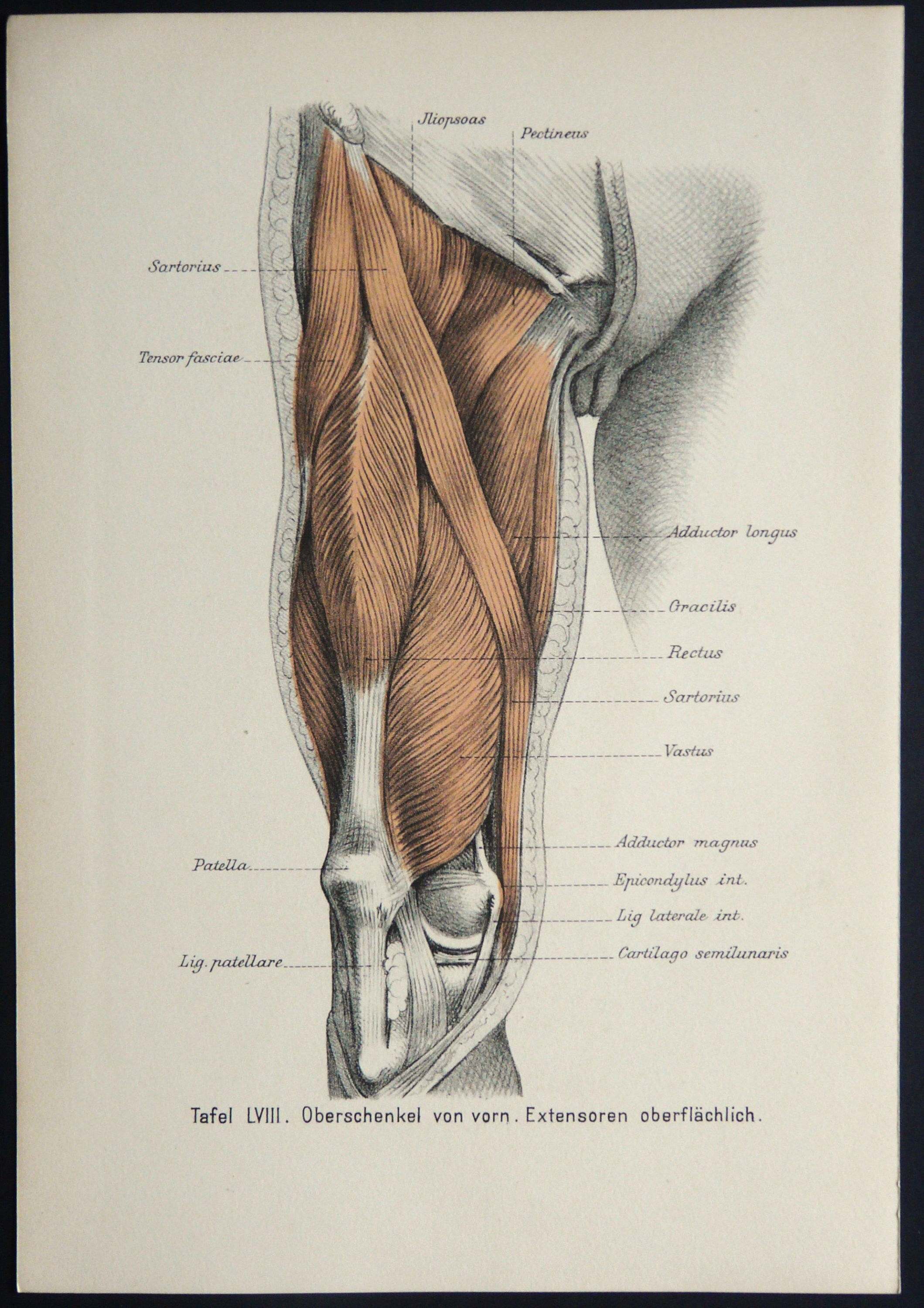 1888 Antique lithograph of HUMAN ANATOMY. MUSCLES and Bones of the Leg. Physiotherapy. Surgery. Medicine. Doctor Gift. 136 years old print.