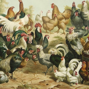 Litografía antigua de 1897 de POLLO, distintas especies. Gallo. Gallina. Gallinero. Granja, Animales Domésticos. Ornitología. Impresión de 127 años de antigüedad.