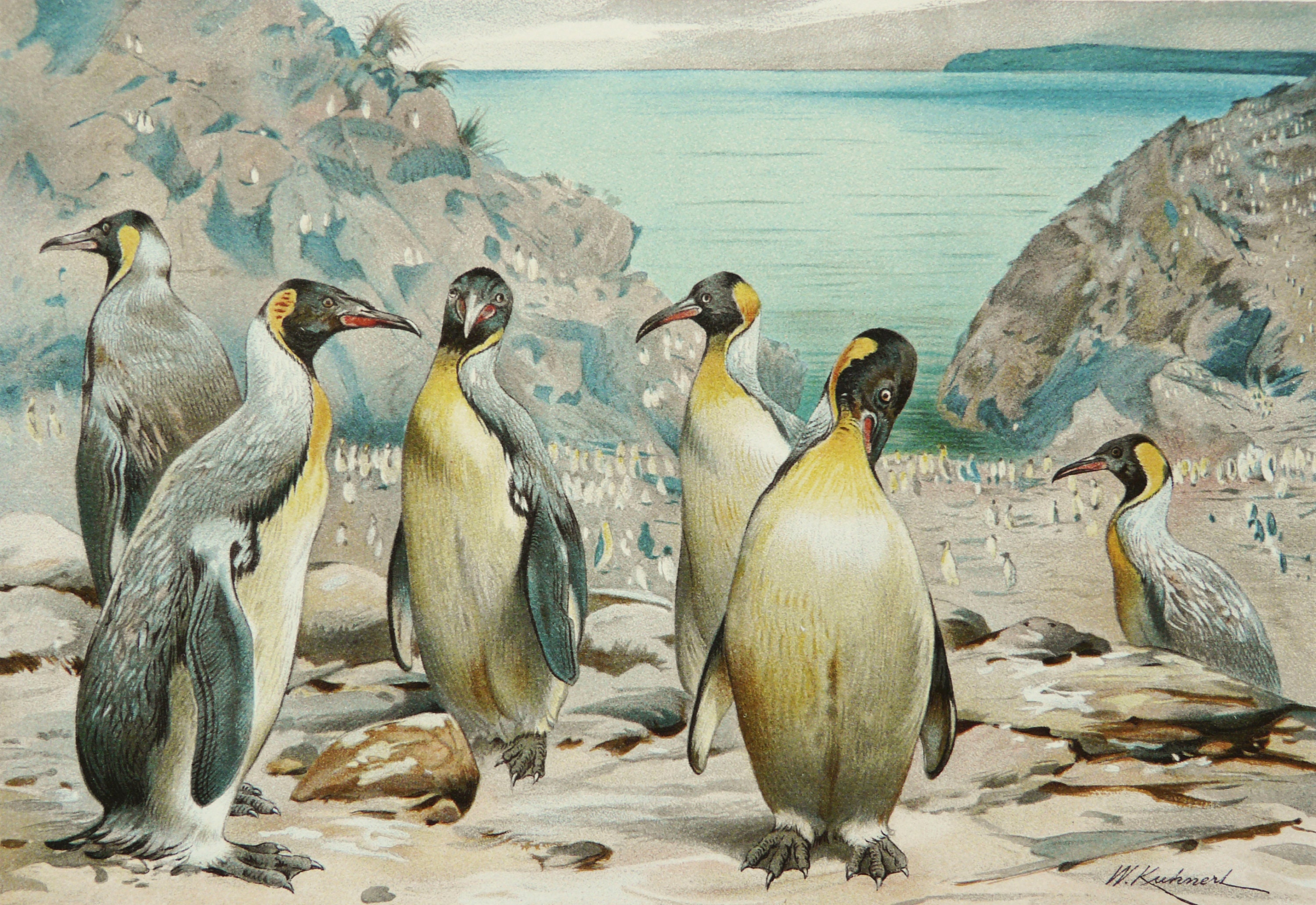 Penguins Engraving Kit