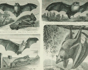 1895 Antique print of BATS, FLYING MAMMALS, Vampires. 131 years old engraving