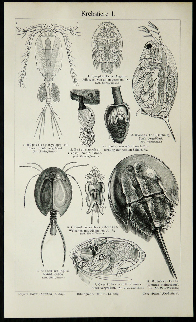 Crustaceans Names 1897 Antique Print of CRUSTACEANS, Different Species. Lobsters. Crabs ...