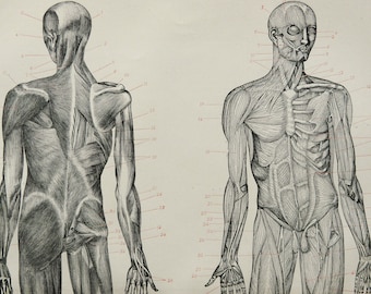 1895 Antique print of HUMAN ANATOMY: MUSCLES. Muscular System. Medicine. Surgery. Doctor gift. 129 years old engraving.
