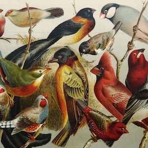 Può includere: Un'illustrazione colorata di diverse specie di uccelli, tra cui un cardinale, un ghiandaia azzurra, un fringuello verde e un pettirosso. Gli uccelli sono raffigurati in un ambiente naturale con rami e foglie.