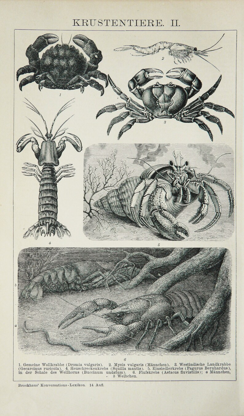 1895 Antique Print of CRUSTACEANS, Different Species. Lobsters. Crabs ...