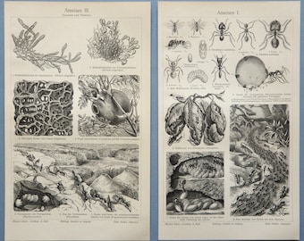 1897 Set of 2 antique prints of ANTS, different species. Life and Customs of the Ants. Insects. Entomology. 129 years old engravings.