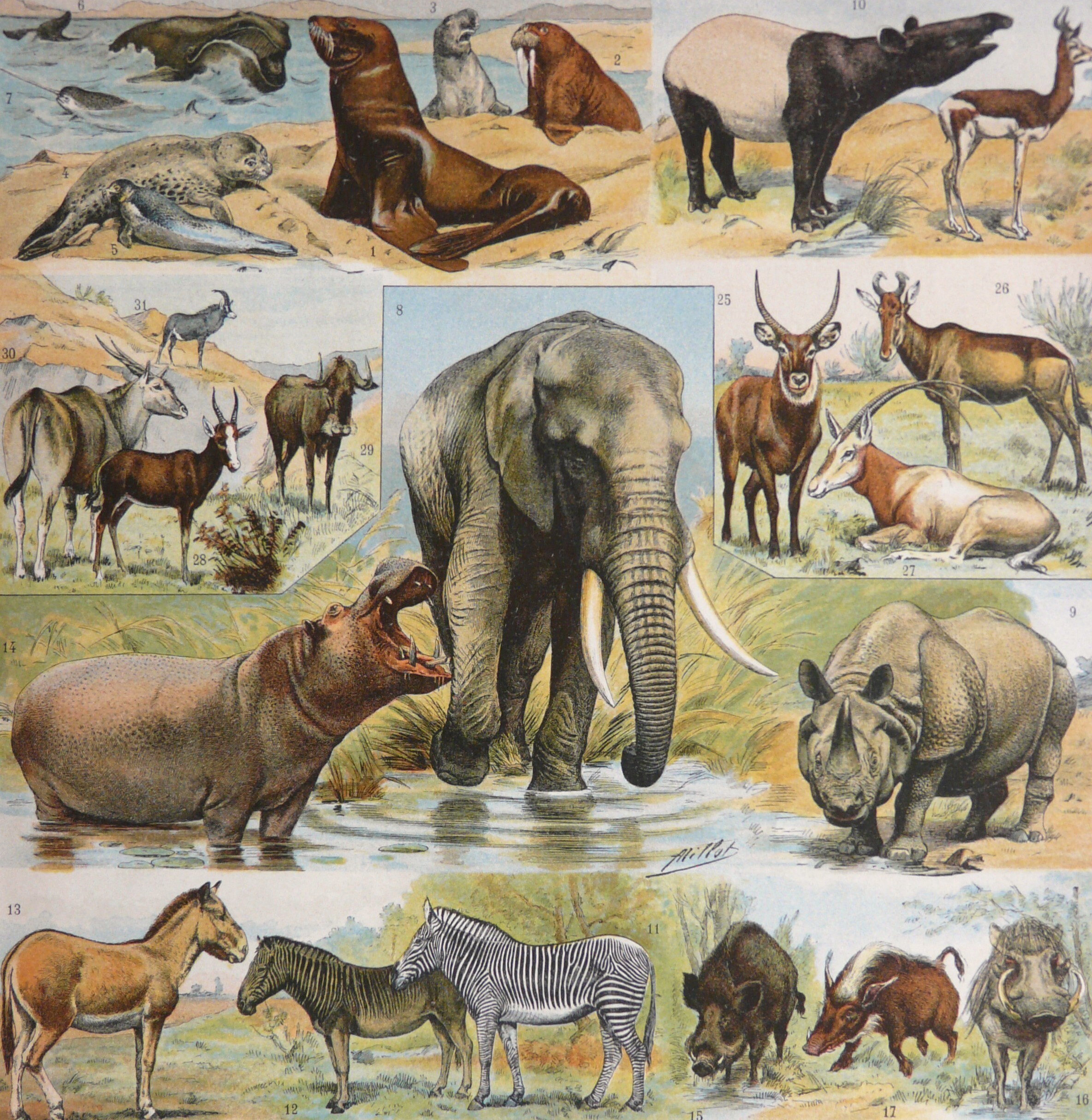 ロジァンコフスキー絵本ー「WILD  ANMALS  AT HOME」1935年 ロジァンコフスキー絵本ー「WILD ANMALS AT HOME」1935年