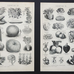1895 Set of 2 antique prints of VEGETABLES, HORTICULTURE, AGRICULTURE, different species. Botany. 130 years old prints.