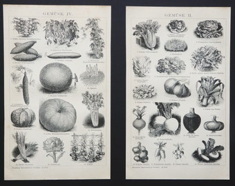 1895 Set of 2 antique prints of VEGETABLES, HORTICULTURE, AGRICULTURE, different species. Botany. 131 years old prints.