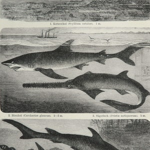 1895 Antique print of SEA LIFE: SHARKS, different species. Hammerhead Shark. Sawfish Shark. 129 years old engraving image 3