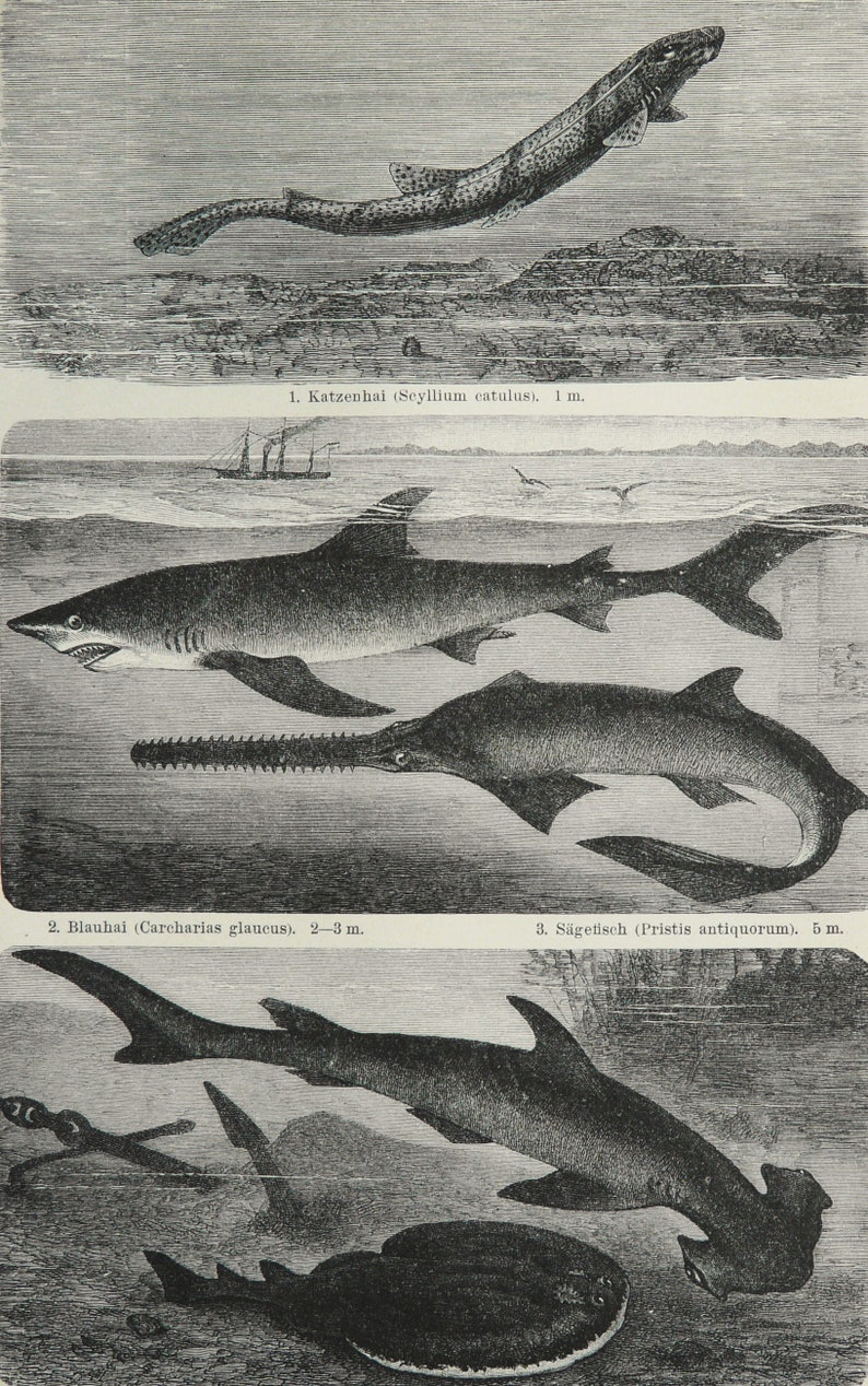 1895 Antique print of SEA LIFE: SHARKS, different species. Hammerhead Shark. Sawfish Shark. 129 years old engraving image 3