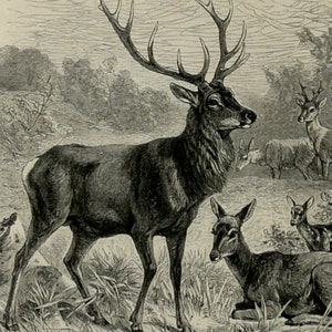 1897 Antique print of DEERS, different species. Deer Antlers. Raindeer. 127 years old engraving.