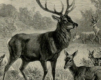 1897 Antique print of DEERS, different species. Deer Antlers. Raindeer. 127 years old engraving.