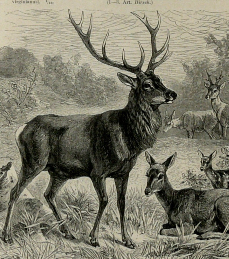 1897 Antique print of DEERS, different species. Deer Antlers. Raindeer. 127 years old engraving. image 1