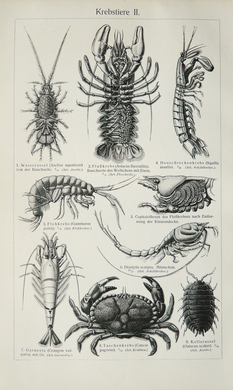 Crustaceans Names 1897 Antique Print of CRUSTACEANS, Different Species. Lobsters. Crabs ...