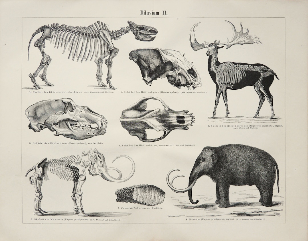 1890 Antique Print of FOSSILS, PALEONTOLOGY. Mammoth. Extinct Animals ...