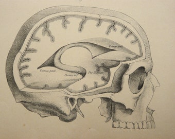 1879 Antique lithograph of HUMAN ANATOMY. HEAD. Human Brain. Skull. Neurology. Surgery. Medicine. Doctor Gift. 147 years old print.