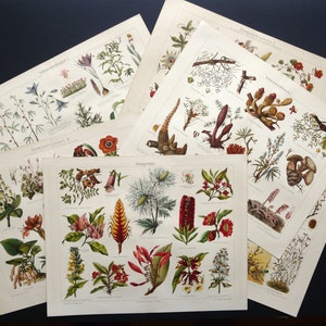 Conjunto de 6 litografías antiguas de 1897 sobre botánica, plantas, diferentes especies. Plantas de interior, jardinería y plantas con flores. Grabados de 127 años de antigüedad.