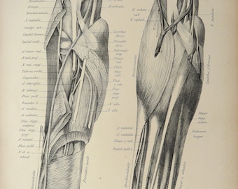 1879 Antique lithograph of HUMAN LEG, KNEE. Physiotherapy. Muscles, Ligaments. Human Anatomy. Medicine. Doctor Gift. 145 years old print.