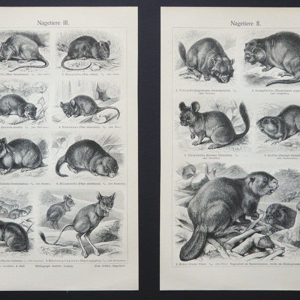 1897 Ensemble de 2 gravures anciennes de RONGEURS : souris, écureuil, porc-épic, castor, chien de prairie, lapin, cobaye, gerboise gravures de 127 ans