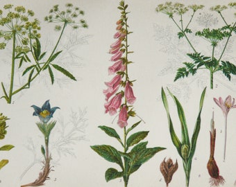 1895 Antique lithograph of POISONOUS PLANTS, different species. Botany. Medicinal Herbs. 131 years old print.