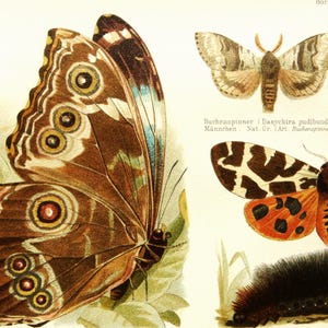 1897 Antike Lithographie von SCHMETTERLINGEN, INSEKTEN, verschiedene Arten. Entomologie. Nachtschmetterlinge. Raupen. Motten. 127 Jahre alter Druck.