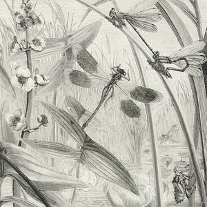 1897 Antique print of DRAGONFLIES, INSECTS, ENTOMOLOGY. 128 years old engraving