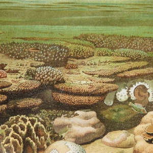 May include: An underwater scene with a variety of coral formations in shades of brown, green, and pink. The coral is surrounded by a clear blue water with a sandy bottom.