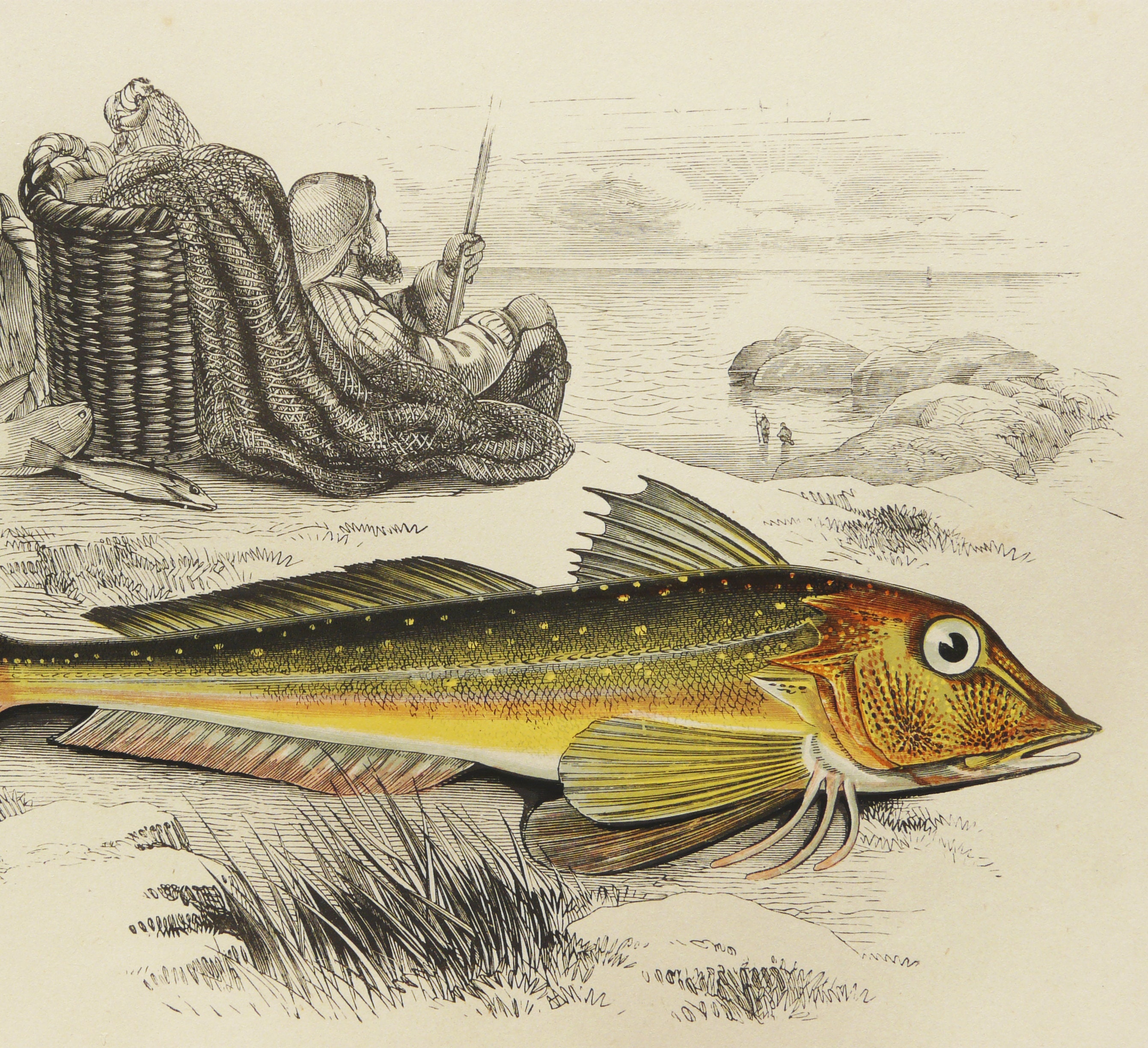 1844 Antique Engraving of a FISH. SEA LIFE. Fishing. Sea Robin Fish ...